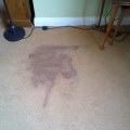 Why do old carpet stains come back?