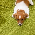 How do professionals get dog pee out of carpet?